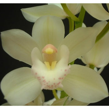 Mini Cymbidium Orchids Cream Delight
