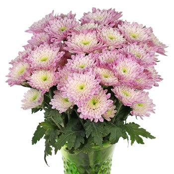 Pink Proposal Cushion Flower