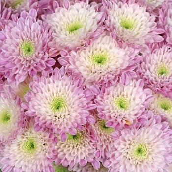 Pink Proposal Cushion Flower