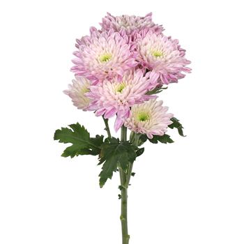 Pink Proposal Cushion Flower