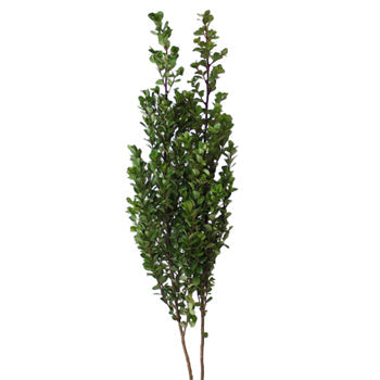Wholesale greenery myrsine africana filler flowers sold as bulk