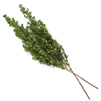 Bulk greenery myrsine africana filler flowers for sale near me as delivery