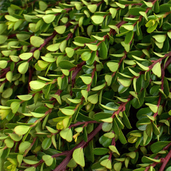 Wedding greenery light green myrsine africana filler flowers sold near me
