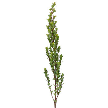 Single stem of fresh cut greens myrsine africana filler flowers