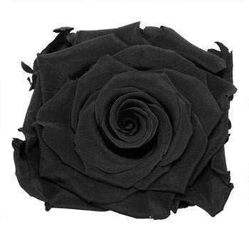 Preserved Night Black Rose