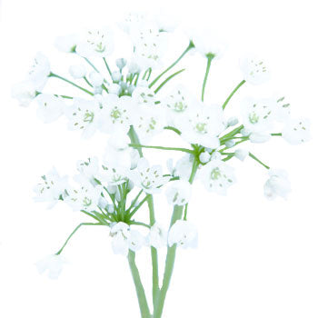 Allium Spray White Flower