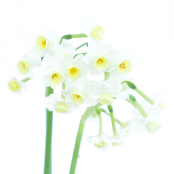 St. Avalanche Narcissus Flower
