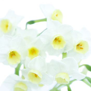 St. Avalanche Narcissus Flower