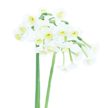 St. Avalanche Narcissus Flower