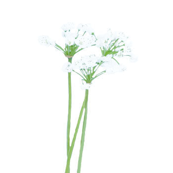 Allium Spray White Flower