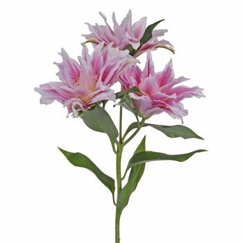 Bubblegum Pink Rose Lily