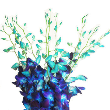 Tie Dye Dendrobium Orchids Express Delivery