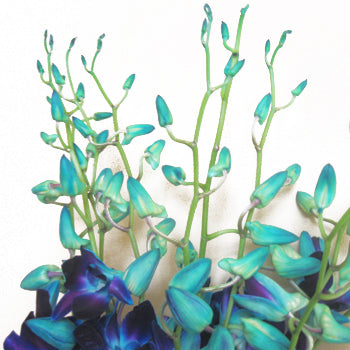 Tie Dye Dendrobium Orchids Express Delivery
