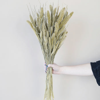 Dried Foxtail Millet Grasses