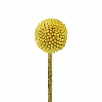 Beautifully Round Billy Balls Express Delivery