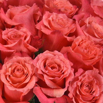 Natures Cherry Coral Rose