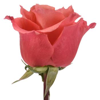 Natures Cherry Coral Rose