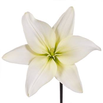 Lime White Asiatic Lily
