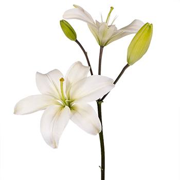 Lime White Asiatic Lily