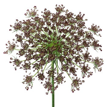 Chocolate Lace Flower