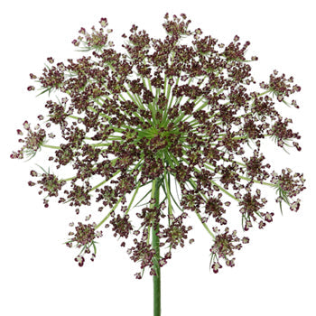 Neapolitan Lace Fall Wholesale Flowers
