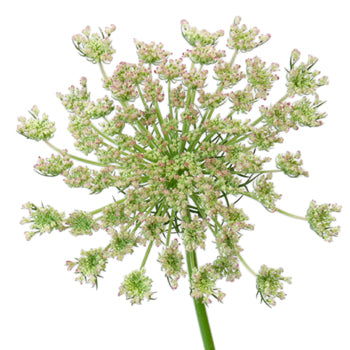 Neapolitan Lace Fall Wholesale Flowers