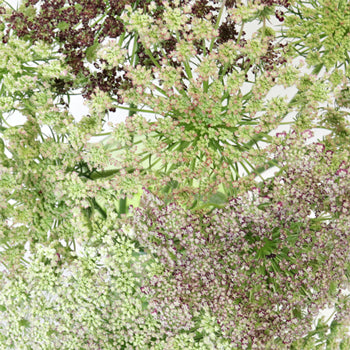 Neapolitan Lace Fall Wholesale Flowers