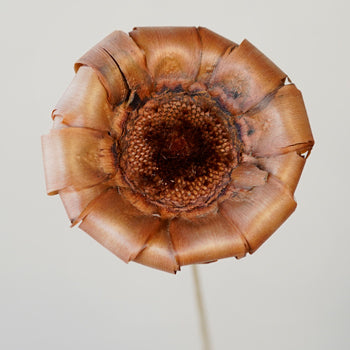 Mauve Dried Protea Crowns