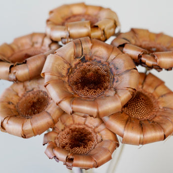 Mauve Dried Protea Crowns