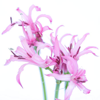 Nerine Pink Flower January to August