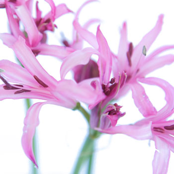 Nerine Pink Flower January to August