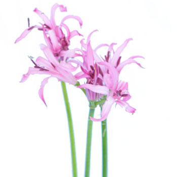 Nerine Pink Flower September to December