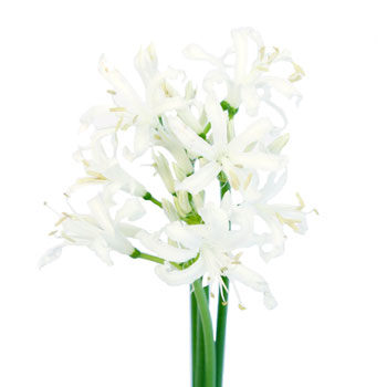 Nerine White Flower