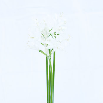Nerine White Flower