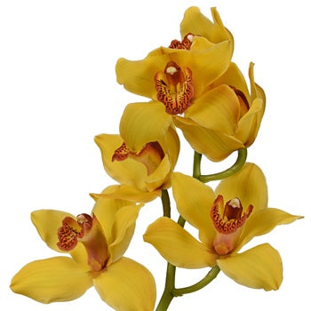 Cymbidium Orchids Yellow with Dark Pink Lip