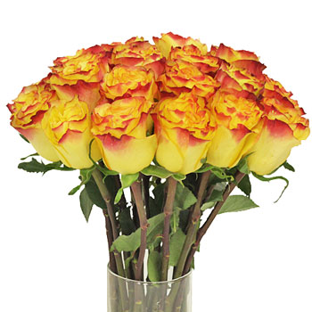 Inferno Yellow with Red Rose