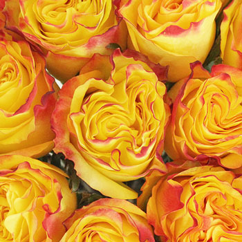Inferno Yellow with Red Rose
