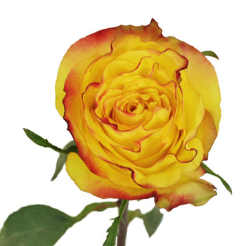Inferno Yellow with Red Rose