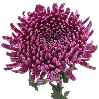 Purpleberry Spider Mum
