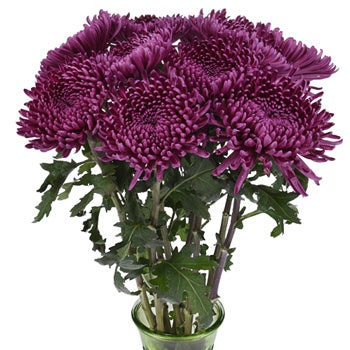 Purpleberry Spider Mum