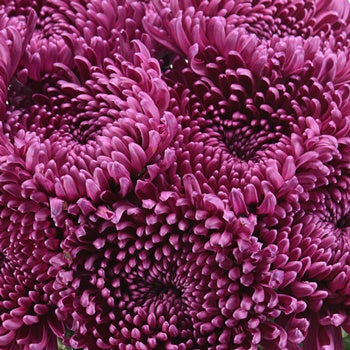 Purpleberry Spider Mum