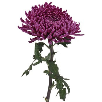 Purpleberry Spider Mum