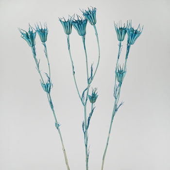Blue Dried Nigella Pods