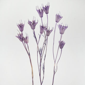 Violet Dried Nigella Pods