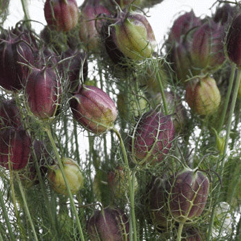 Nigella Pods