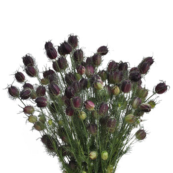 Nigella Pods