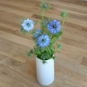 Nigella Baby Blue Flowers