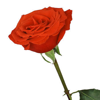 Ninas Love Red Rose
