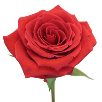 Ninas Love Red Rose
