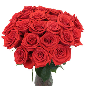 Ninas Love Red Rose